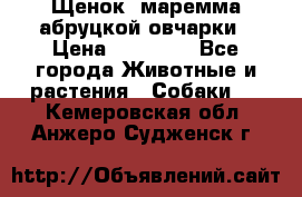 Щенок  маремма абруцкой овчарки › Цена ­ 50 000 - Все города Животные и растения » Собаки   . Кемеровская обл.,Анжеро-Судженск г.